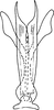 Aedeagus, ventral view on Arboridia (Arboridia) lamellaris Sohi, Mann & Shenhmar, 1987: Aedeagus, ventral view. (Observation).