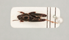 CollectionObject 1517837; 3a8ac6bb-a7d0-46d8-9315-74ac9b1ab27e, NHMUK015982278: female, dorsal view (holotype). (CollectionObject).