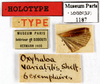 CollectionObject 1587239; MNHN(SF IMPORT DUPLICATE) MNHN-EP-EP1187, f9d5a9fd-16b3-4953-bdd2-007a6883ea4e: CC BY-NC-ND 4.0/MNHN - Depraetere Marion - 2014. Holotype, female, of variabilis Shelford, 1907. Specimen number: MNHN-EP-EP1187. http://coldb.mnhn.fr/catalognumber/mnhn/ep/ep1187. (CollectionObject).