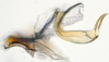 Aedeagus, lateral view: !! display not done !! on Bahita Oman, 1938: n. sp. 6-10: (Observation).
