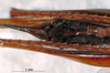CollectionObject 1503238; MBBJ 3224697, 204b7957-1ffc-4868-9e8e-0b05704a4570: female subgenital plate. (CollectionObject).