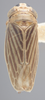 Habitus, dorsal view on Athysanella (Amphipyga) longicauda Beirne, 1955: Dorsal - Immature. (Observation).