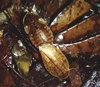 Rhicnoda natatrix Shelford, 1907: Copyright Phil Bragg. Rhicnoda natatrix Shelford, mating pair. Sarawak, Malaysia. (Otu).