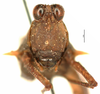 CollectionObject 1521842; OUM 704, cd123940-600e-4206-b4f0-8854e202de7a: female, frontal view (holotype). (CollectionObject).