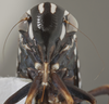 Head on Caribovia constans (Walker, 1858): Head/Face. Light blue color variation. (Observation).