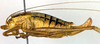CollectionObject 1502544; 47b4617a-2376-404f-96d7-bd27898e211f: female, lateral view (paratype). (CollectionObject).