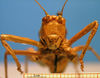 CollectionObject 1538287; ca4c963a-fa3e-462e-a2c4-4ce2579a4164: female, frontal view (holotype). (CollectionObject).