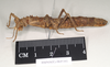 CollectionObject 1558174; 885f99da-0af1-45d6-8d45-4240f681d5ab: copyright Natural History Museum, London. female, lateral view (holotype). (CollectionObject).