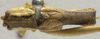 male, dorsal view (syntype). Depicts CollectionObject 1506492; 3772b2ff-6e02-4040-8a40-608a1f5b2334, a CollectionObject.
