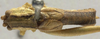 CollectionObject 1506492; 3772b2ff-6e02-4040-8a40-608a1f5b2334: male, dorsal view (syntype). (CollectionObject).