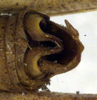 CollectionObject 1576345; b203f00d-a792-4bcb-a266-9ee287286858: male abdomen tip, dorsal view. (CollectionObject).