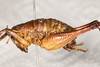 CollectionObject 1531304; 2ddf6dcd-6a1c-47b1-858d-3140fa7c5a1c: male, lateral view (syntype). (CollectionObject).