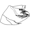 Pygofer, lateral view: Pygofer, lateral view. (Observation).