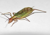 Oecanthus californicus pictipennis Hebard, 1935: male. (Otu).
