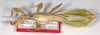 CollectionObject 1563789; 5b10d22d-af0e-47c1-91c2-a42b210e7a8c: copyright Frank Hennemann. male (paratype). (CollectionObject).;CollectionObject 1563790; 5c187bc6-6fe4-4e1b-9b51-02e6705f60bc: copyright Frank Hennemann. male (paratype). (CollectionObject).;CollectionObject 1563791; 1cdca1c3-0876-4f92-96b7-f5c06c13a0b7: copyright Frank Hennemann. male (paratype). (CollectionObject).