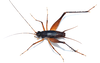 Aracamby Mello, 1992: adult male. (Otu).