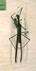 CollectionObject 1557507; ffeb5b99-5da5-4fae-b18e-9e604f796528: copyright SMTD, Dresden. male (holotype). (CollectionObject).