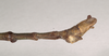 CollectionObject 1559498; NHMUK(SF IMPORT DUPLICATE) 844642, a9dbb676-98a6-42f3-b554-fd16bcfa4c1d: copyright Natural History Museum, London. male: end of abdomen, lateral view (holotype). (CollectionObject).