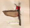 CollectionObject 1561456; 210b211b-1ca0-4b94-8d3e-219cefd491d5: copyright MHNG Geneva. female (holotype). (CollectionObject).