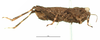CollectionObject 1568271; fb0ad33a-8dcd-469e-871d-23029e4fb05e: male, lateral view. (CollectionObject).