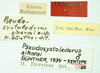 CollectionObject 1585770; 1f96c211-4e0f-40d2-9b8e-ee5cf851ebae: labels (syntype). (CollectionObject).