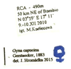 Gyna capucina Gerstaecker, 1883: (Otu).
