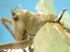 CollectionObject 1542909; DEES #10054', a49557df-c58f-483d-b048-4dae145f7d79: female, pronotum lateral view (allotype). (CollectionObject).