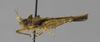 CollectionObject 1523096; 1c90d840-9f4f-4f24-bb3f-0eac3d5fe365: male, lateral view (holotype). (CollectionObject).