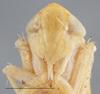 Head: !! display not done !! on Arundanus arundineus (DeLong, 1926): Head. (Observation).