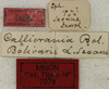 CollectionObject 1535979; 05549ef2-b230-4b3b-a43c-44c01b8b080c: labels (syntype). (CollectionObject).
