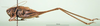 CollectionObject 1502683; ca7f1850-c99c-471f-ac8d-d4ad8cab7d88: male, lateral view (paratype of Platycleis moldavica). (CollectionObject).