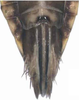 Ovipositor: !! display not done !! on Maiestas latifrons (Matsumura, 1902): Ovipositor. (Observation).