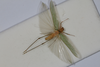CollectionObject 2376978; bb371f53-4fb4-4895-8d57-75e746bdada8: male, dorsal view (syntype). (CollectionObject).