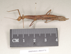 CollectionObject 1560435; dd64b8db-542d-499b-9925-069a0d78b473: copyright Natural History Museum, London. female, lateral view (syntype). (CollectionObject).;CollectionObject 1560436; fb5361fa-2dec-4ea9-876a-b1c5e236ef61: copyright Natural History Museum, London. female, lateral view (syntype). (CollectionObject).