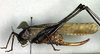 female, lateral view (holotype). Depicts CollectionObject 1500376; aa70d6d7-4712-4cb3-b31d-70d8d4d23ba9, a CollectionObject.