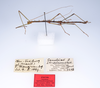 Canuleius vigintiquatuorspinosus Redtenbacher, 1906: copyright ZMUH, Hamburg. male, lateral view (syntype). (Otu).