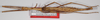CollectionObject 1563697; fc737d25-64f3-4020-8b50-58afe227e26c: copyright F. Hennemann. male, dorsal view (paratype). (CollectionObject).;CollectionObject 1563698; c8942c7b-19a1-42cb-92ea-ff04c56c5154: copyright F. Hennemann. male, dorsal view (paratype). (CollectionObject).;CollectionObject 1563699; 2be125d9-3a27-4340-b2ab-14e7d1f19ef3: copyright F. Hennemann. male, dorsal view (paratype). (CollectionObject).