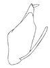 Pygofer, lateral view on Carapona munia (DeLong & Freytag, 1975): Male: pygofer, valve, subgenital plate and anal tube, lateral view. (Observation).