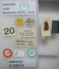Metrarga nuda White, 1878: Metrargo nuda. Syntype. (BMNH) - (CC BY-NC 4.0) Photo by Stuart Cole, reproduced with permission from the Natural History Museum, London, UK. (Otu).