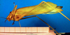 CollectionObject 1500689; ab2fda56-fd93-4185-bee0-83f180ee7022, DORSA BTducceyHTM: male, lateral view (holotype). (CollectionObject).