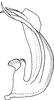 Aedeagus, lateral view on Shamala (Shamala) grandis Dworakowska, 1981: Aedeagus, lateral view. (Observation).