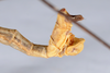 CollectionObject 1583056; 6ae4e101-288b-4bc2-91e3-f404aff189c2: copyright ANSP. male: end of abdomen, lateral view (paratype). (CollectionObject).