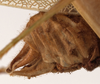 CollectionObject 1534625; a91330ef-00ac-455e-b171-db922775cfa1: male subgenital plate (syntype). (CollectionObject).