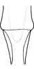 Aedeagus, ventral view: Aedeagus, dorsal view. (Observation).