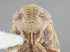 Head: !! display not done !! on Acinopterus gentilis (Berg, 1879): Head. (Observation).