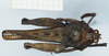 CollectionObject 1585504; 6cb9d384-e350-459f-86da-7a26dc371976: female, dorsal view. (CollectionObject).