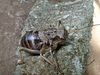 FieldOccurrence 435; e0085382-fccb-4a14-a299-ab4e3f9e4055; Tanzania
Rauforest near Moshi Kilimanjaro, 2021/11/??: male. (FieldOccurrence).