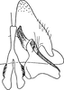 Subgenital plate: !! display not done !! on Glossocratus foveolatus Fieber, 1866: Subgenital plate. (Observation).