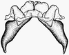 Rhachitopis crassus (Walker, 1870): epiphallus. (Otu).