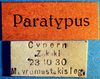 CollectionObject 1572853; fd25211f-7a8c-4b46-b5df-408449984913: labels (paratype). (CollectionObject).